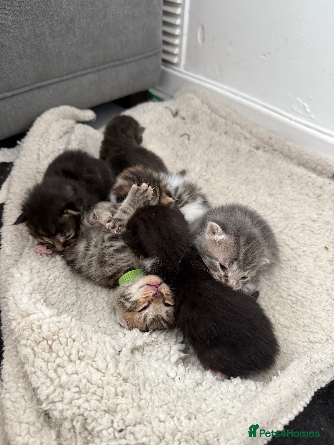 Mixed Breed cats for sale: 6 beautiful kittens  - Image 5