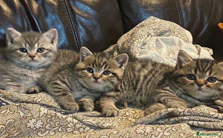 British Shorthair cats - Advert 15