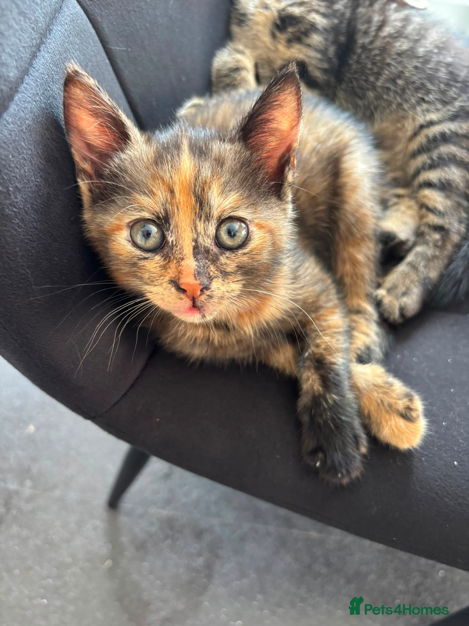 Mixed Breed cats 3 beautiful kittens ready to go  - Advert 3
