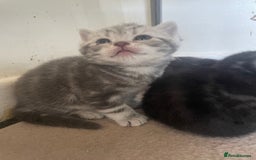 British Shorthair cats for sale: Pedigree British shorthair kittens for sale  - Image 5