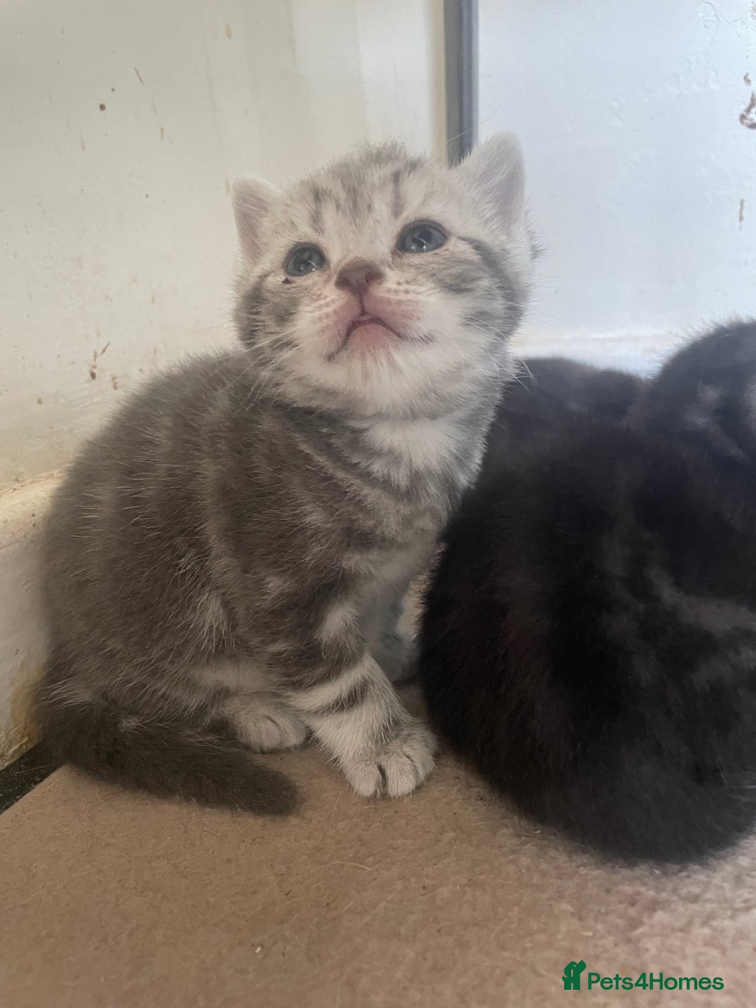 British Shorthair cats for sale: Pedigree British shorthair kittens for sale  - Image 5
