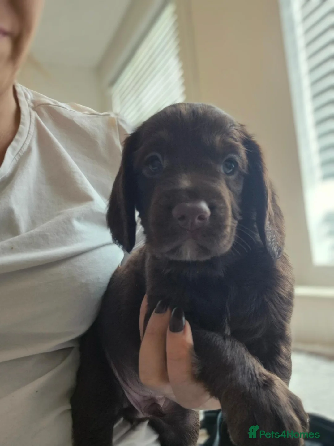 Cockapoo dogs for sale: Beautiful Cockapoo puppies - Advert 2