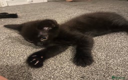 Ragdoll cats for sale: 3 ragdoll boys - Image 13