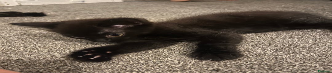 Blackish brown.2