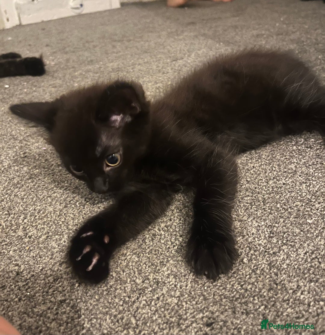 Ragdoll cats for sale: 3 ragdoll boys - Image 13