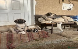 Anatolian Shepherd dogs for sale: Malakli Puppies - Image 30