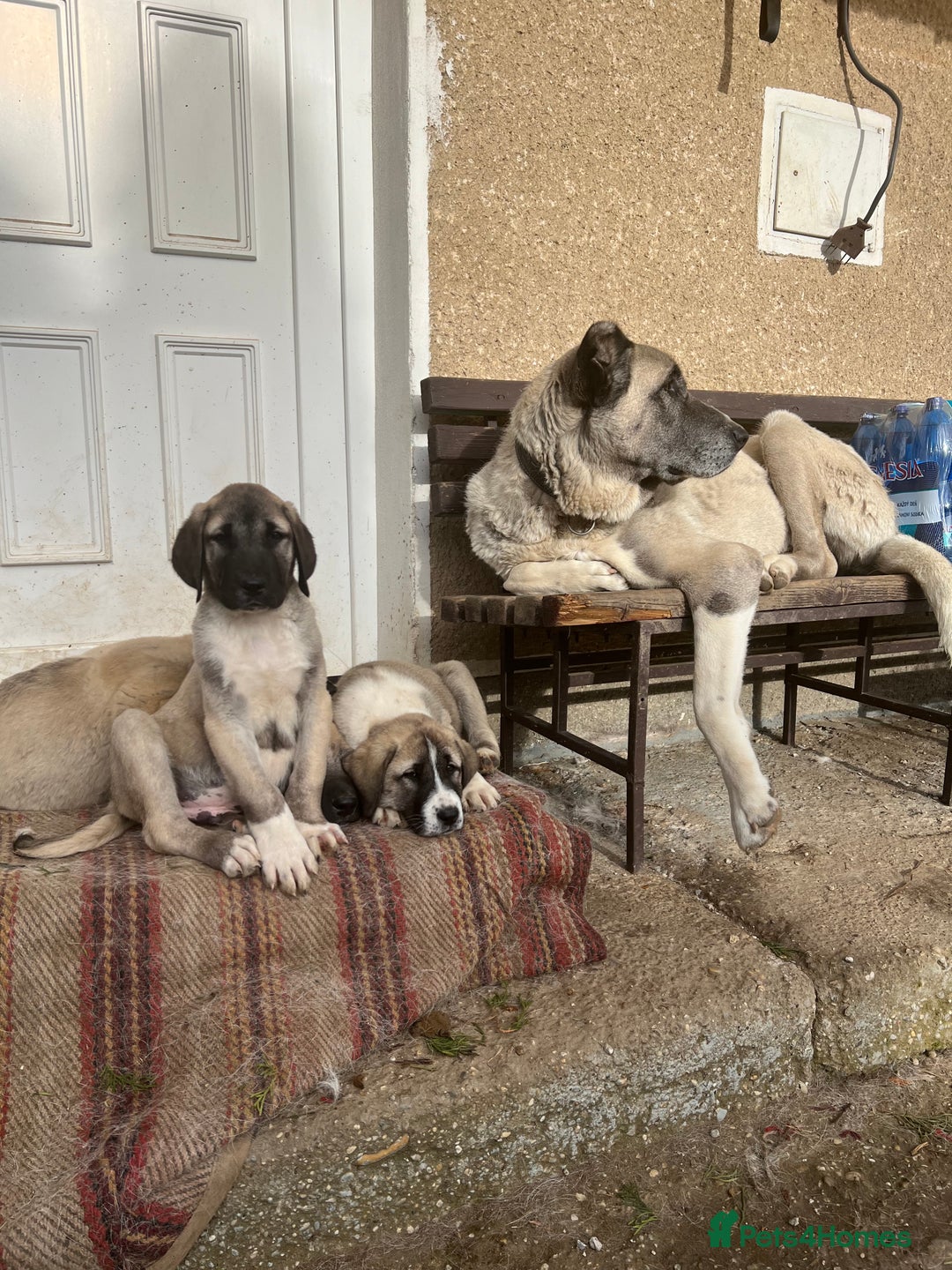 Anatolian Shepherd dogs for sale: Malakli Puppies - Image 30