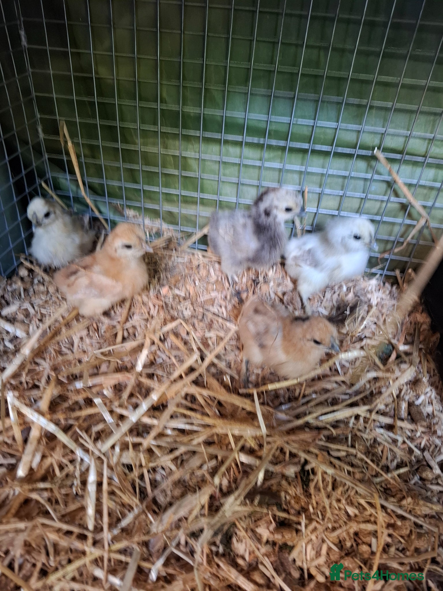 Chickens poultry Pure Aurcana and Pure Silkie Chickens  - Advert 2