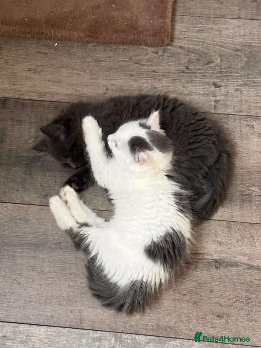Ragdoll cats for sale: Boy and girl ragdoll in Spalding - Advert 2