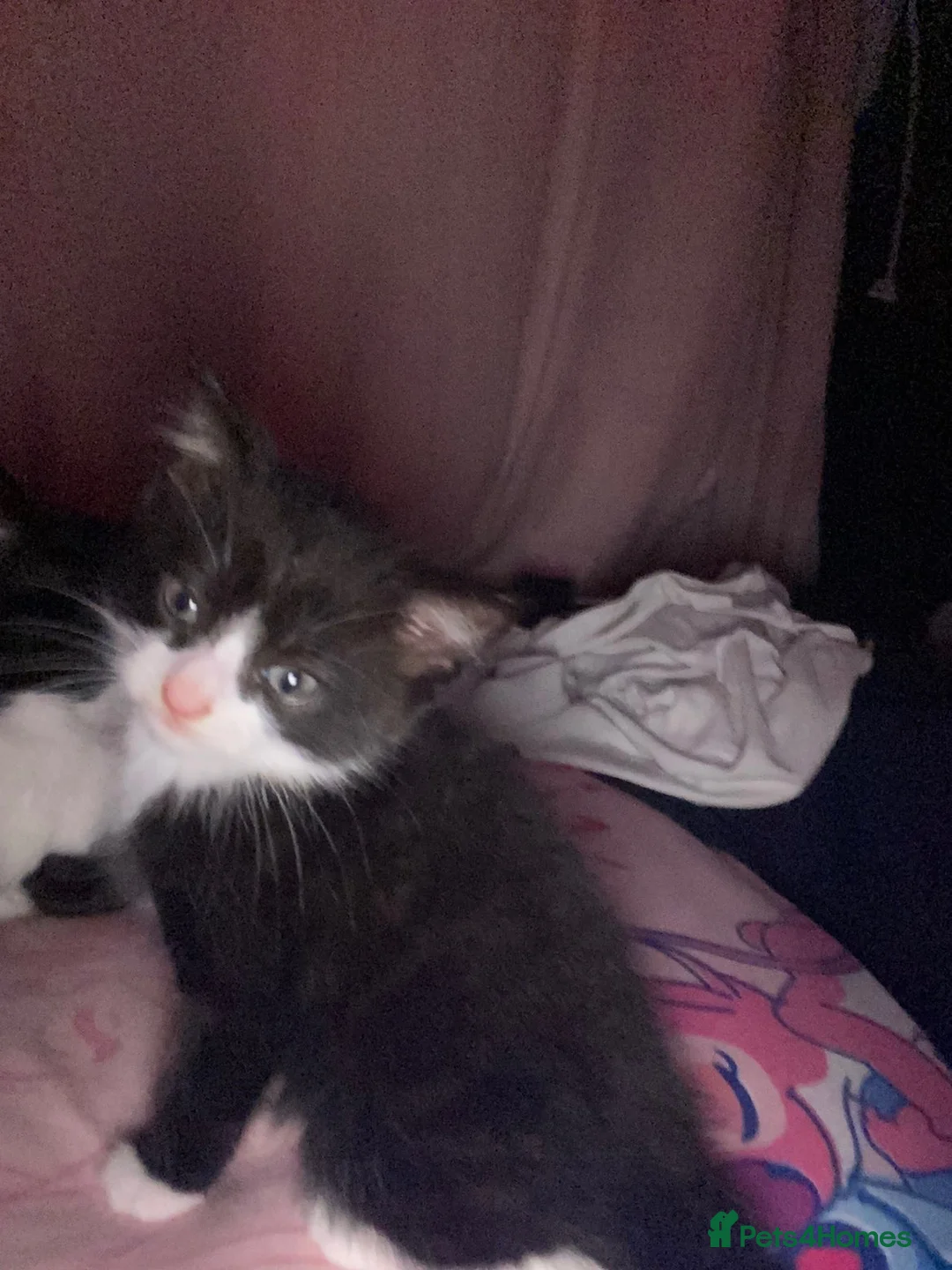 Mixed Breed cats for sale: Female kitten.  - Advert 1