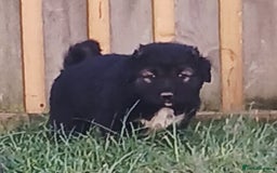 Caucasian Shepherd Dog dogs for sale: Caucasian shepherd puppies for sale  - Advert 2