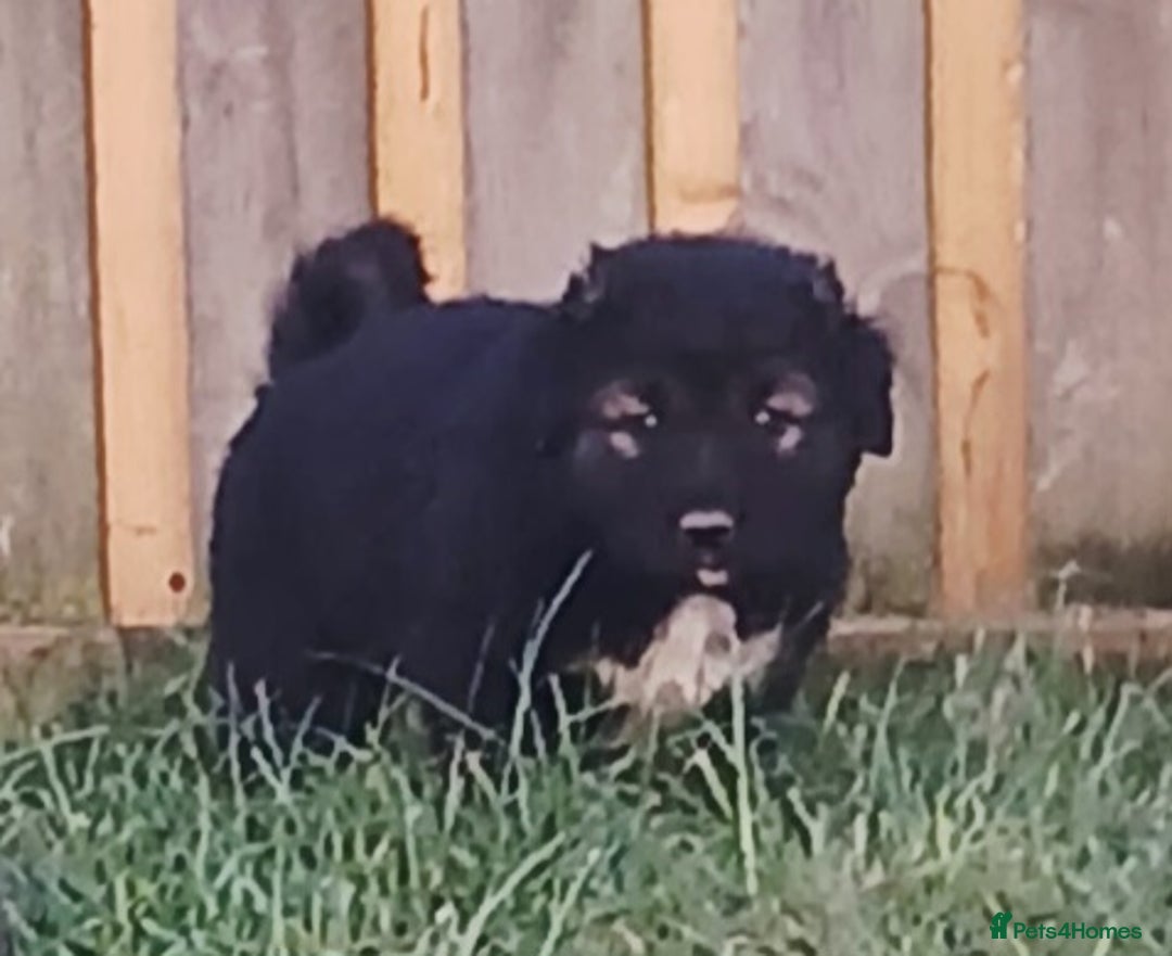 Caucasian Shepherd Dog dogs for sale: Caucasian shepherd puppies for sale  - Advert 2