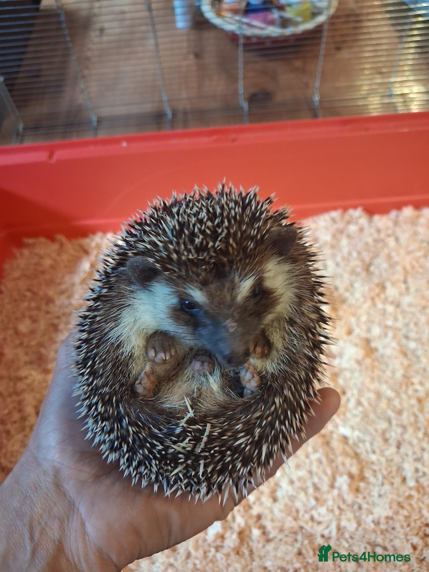 Pygmy Hedgehog rodents 2 male african pigmy hedgehogs  - Advert 6