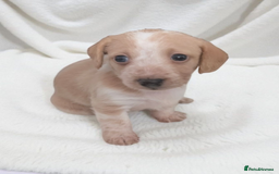 Chiweenie dogs for sale: 5 gorgeous Chiweenie puppies - Image 3