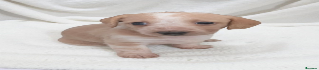 Chiweenie Puppy 4