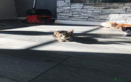 Mixed Breed cats for sale: kittens ready tabby girl - Image 5