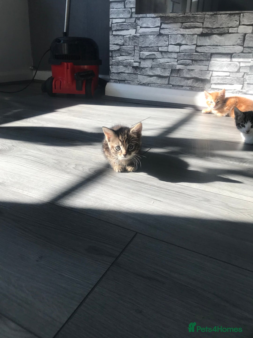 Mixed Breed cats for sale: kittens ready tabby girl - Image 5