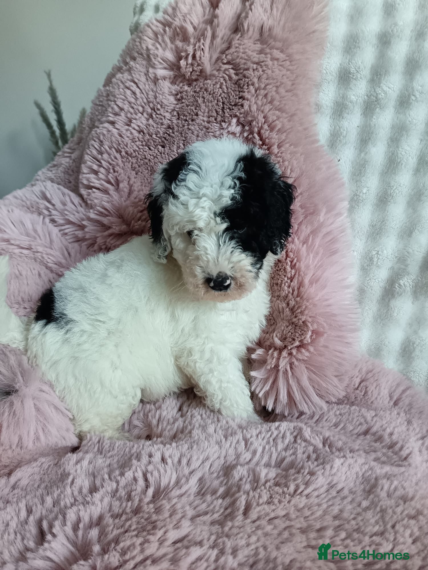 Australian Labradoodle dogs Australian labradoodle puppies  - Advert 2