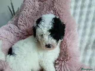 Australian Labradoodle dogs Australian labradoodle puppies - Advert 2