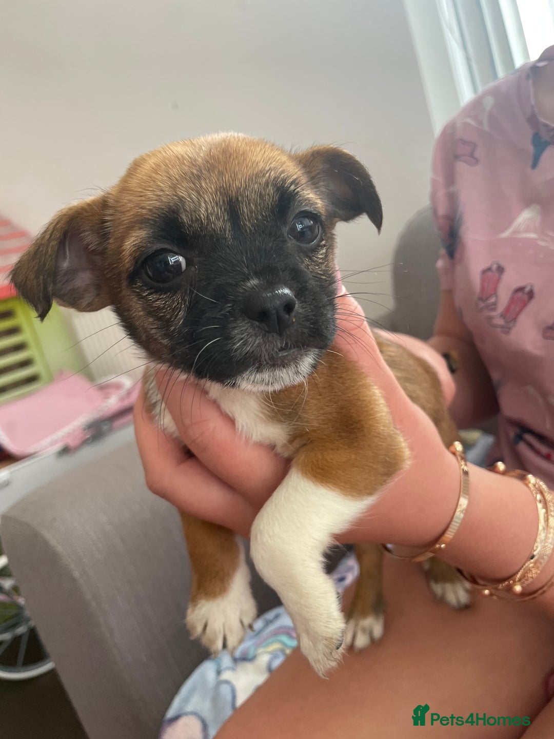 Jack Russell dogs for sale: Jack Russell puppies - Image 4