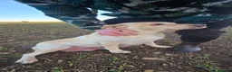 Labrador Retriever dogs for sale: White/golden Labrador Retriever Puppies - Advert 10