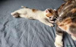 Domestic Shorthair cats for sale: 3 beautiful kittens - Image 10