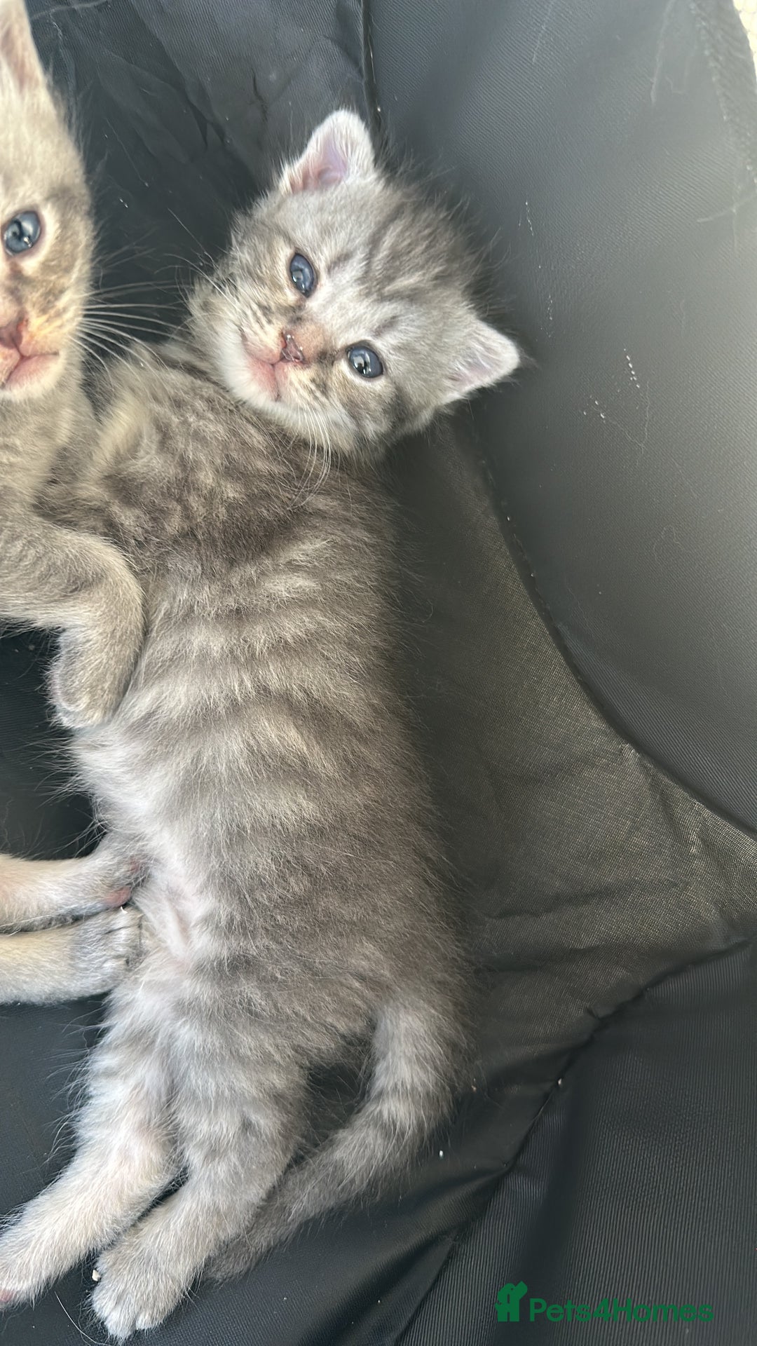 Mixed Breed cats for sale: Maine coon x Scottish fold kittens - Image 2