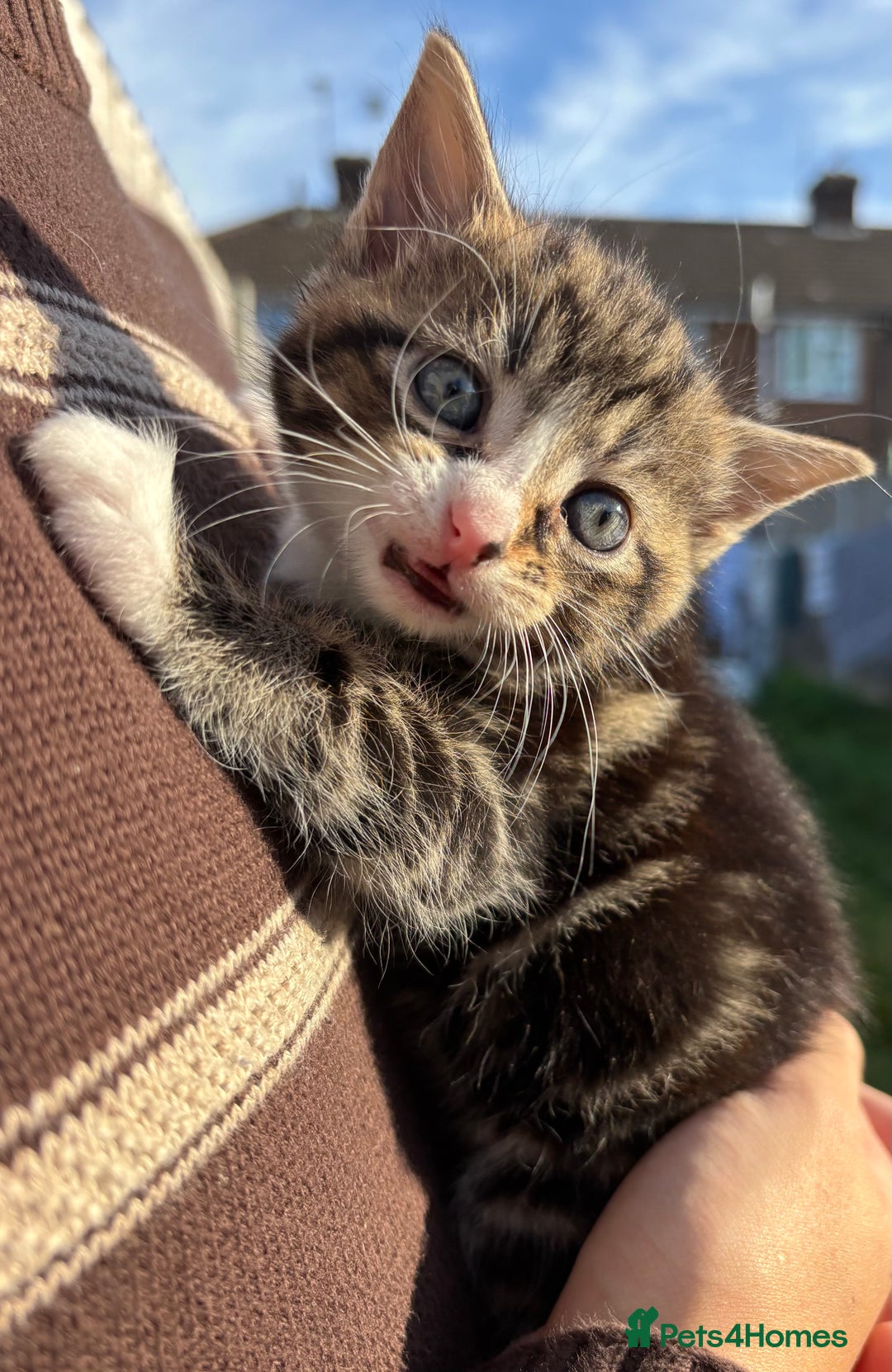 Mixed Breed cats for sale: 5 Gorgeous kittens available now - Image 11