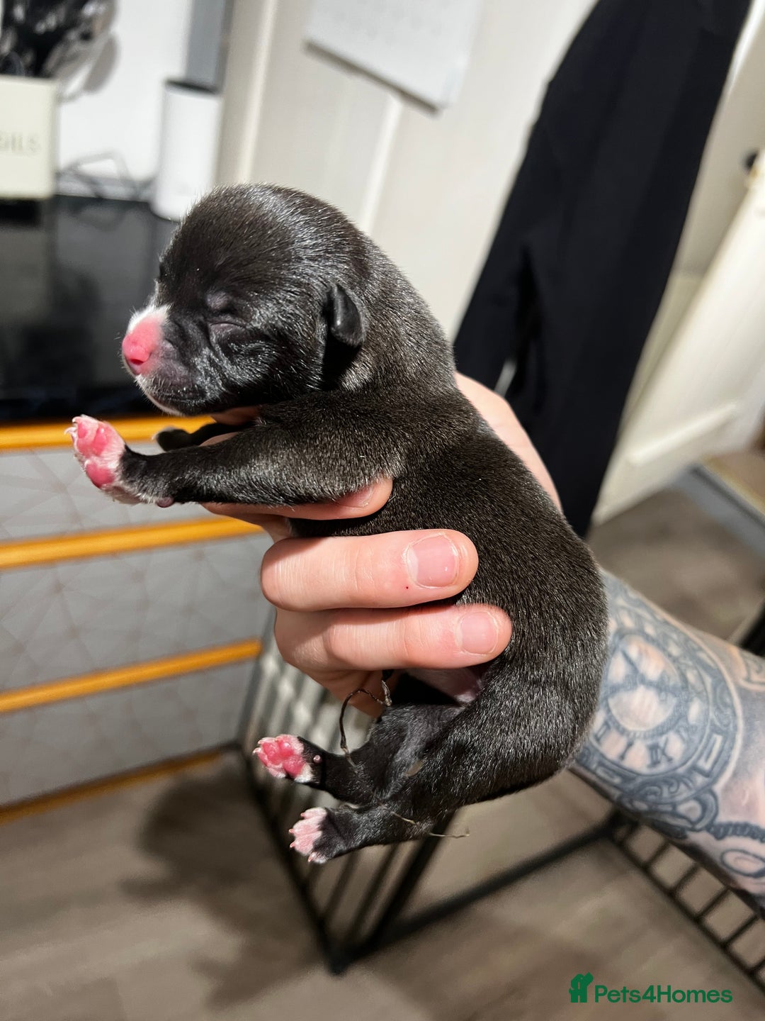 Mixed Breed dogs for sale: Blue american bulldog X belgian malinois - Image 7