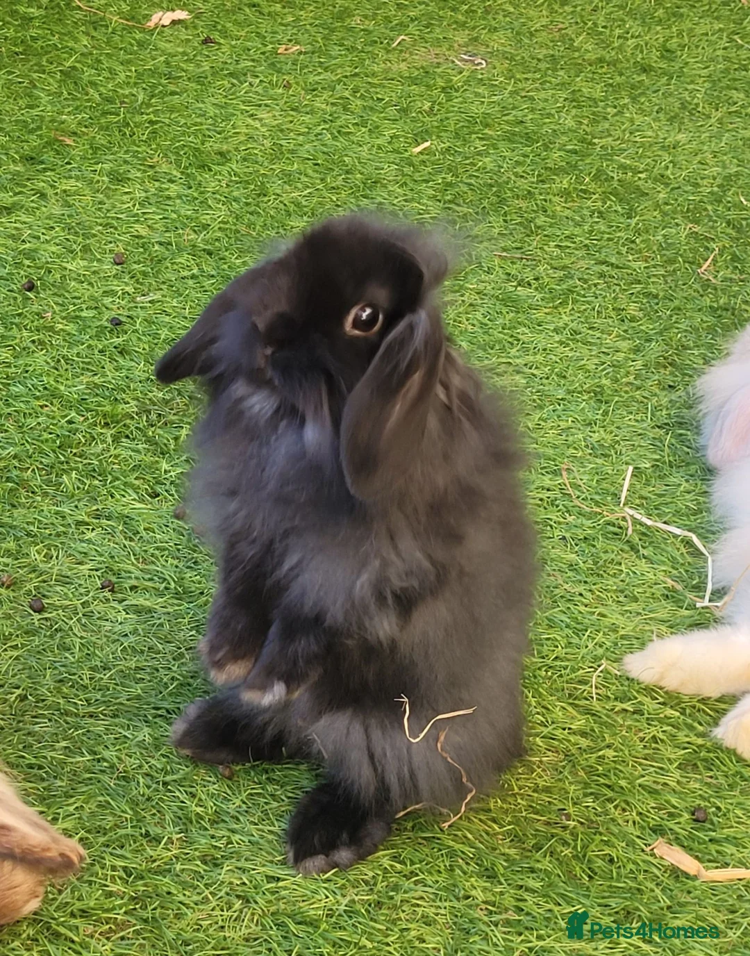 Mini Lion Lop rabbits for sale: Stunning Mini Lion Lops - READY SATURDAY - Advert 34