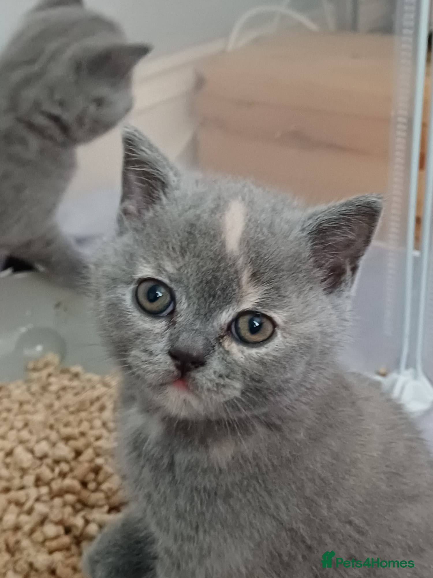 British Shorthair cats British shorthair kittens - Advert 2
