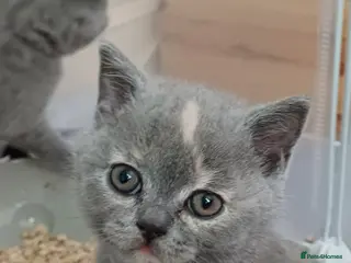 British Shorthair cats British shorthair kittens - Advert 2