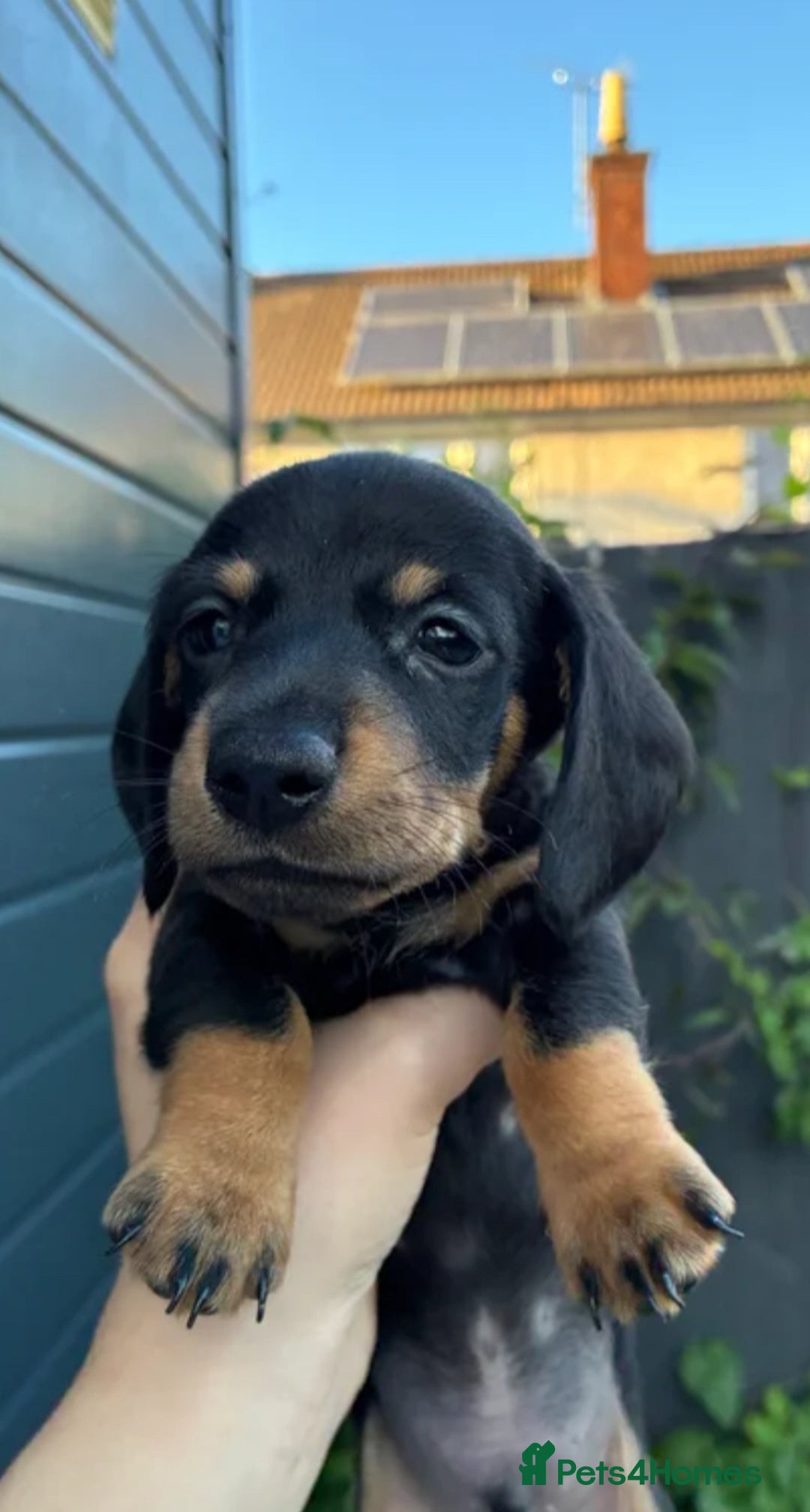 Miniature Dachshund dogs for sale: Miniature Dachshund Puppies - Advert 1
