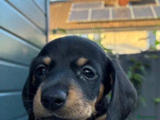 Miniature Dachshund dogs Miniature Dachshund Puppies - Advert 2