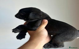Pug dogs for sale: Adorable Pug Puppies For Sale  - Image 5