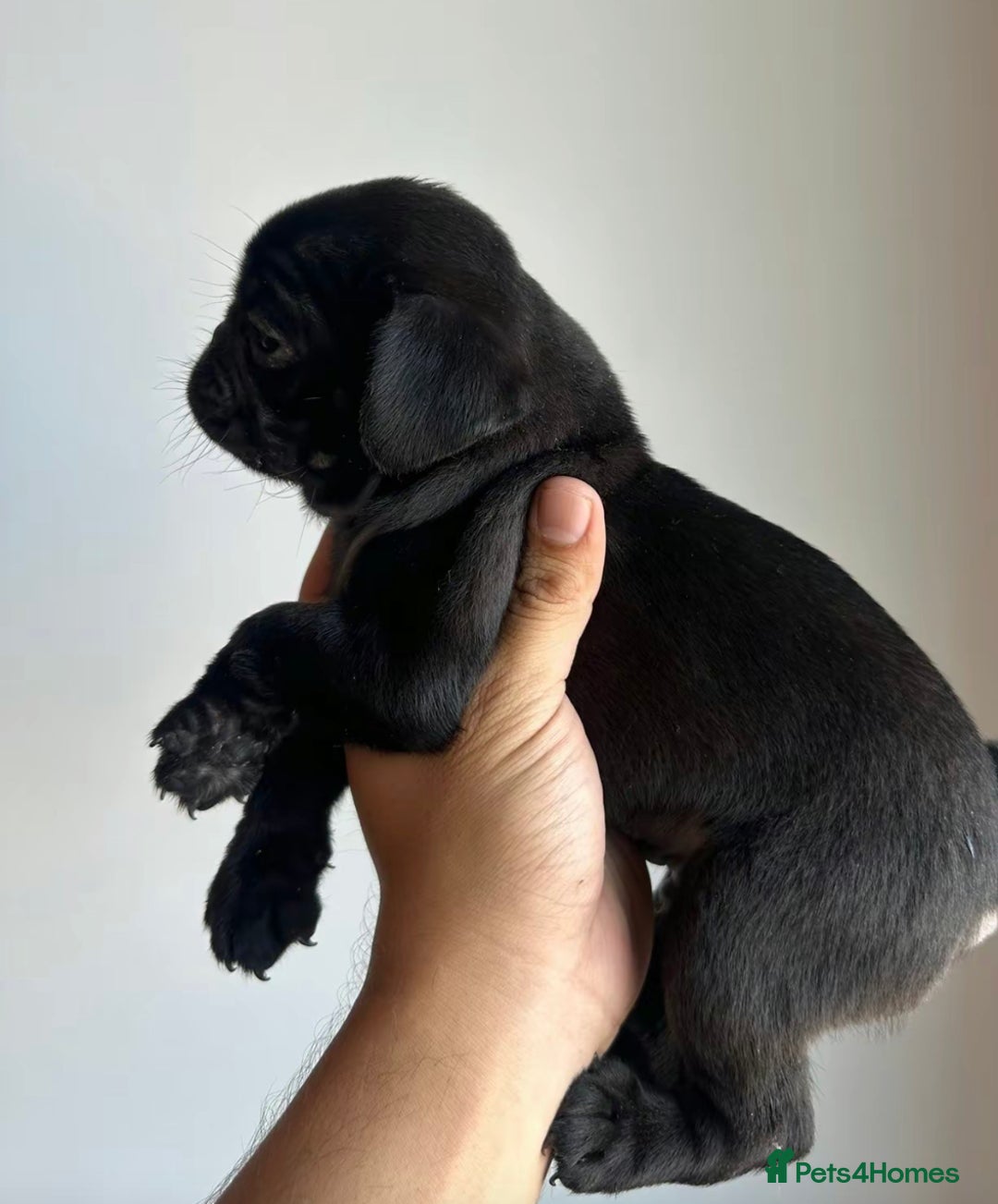 Pug dogs for sale: Adorable Pug Puppies For Sale  - Image 5
