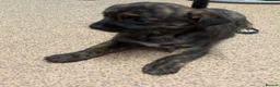 Chihuahua dogs for sale: 1 brindle girl - Advert 2