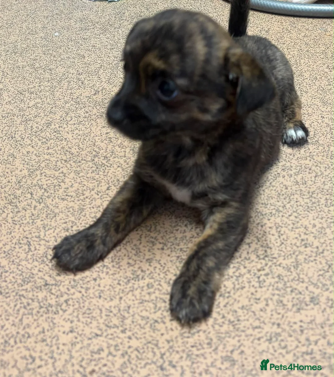 Chihuahua dogs for sale: 1 brindle girl - Advert 2