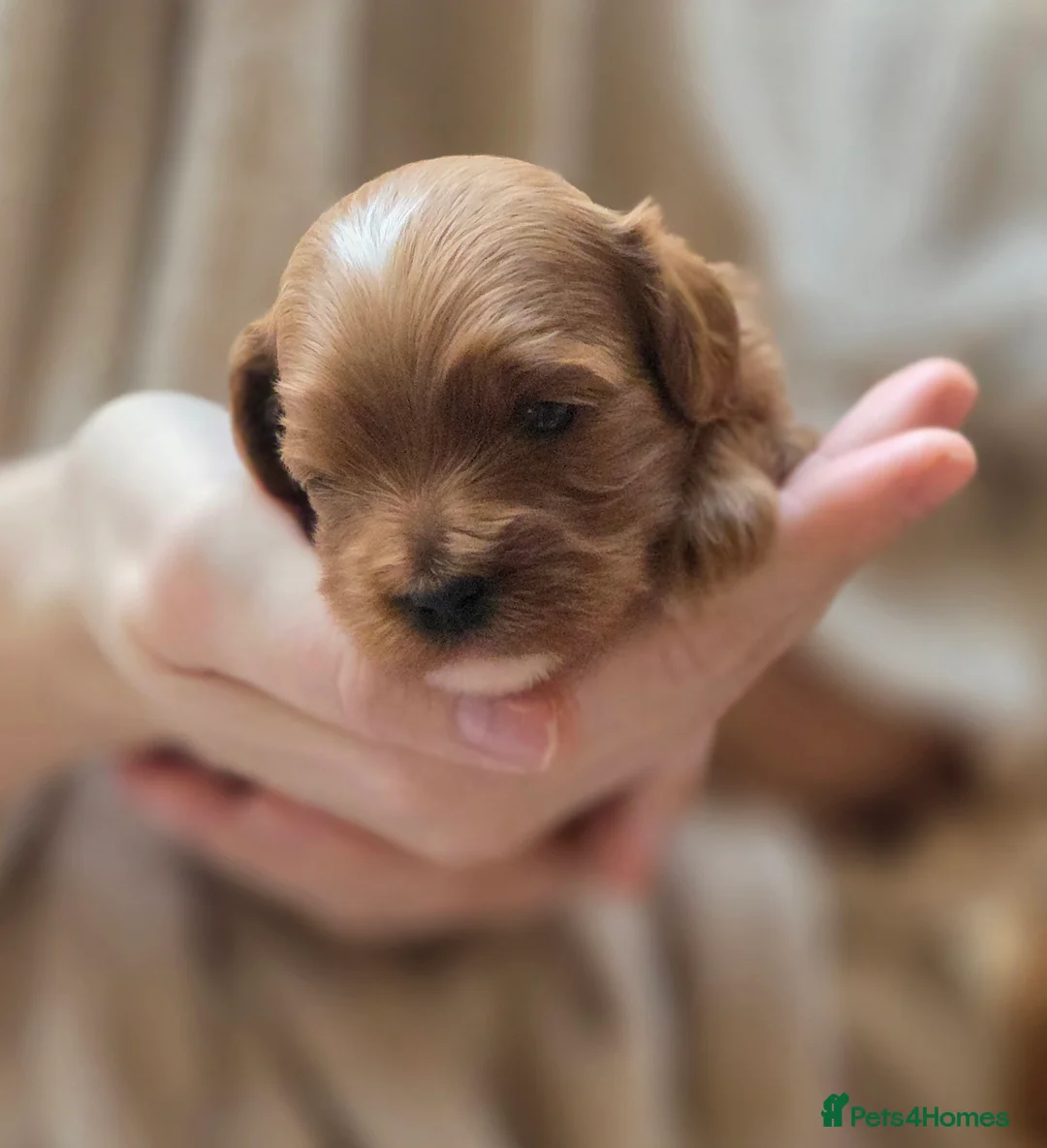 Cavapoo dogs for sale: Small F2 Cavapoo Puppies – Family Raised - Advert 26