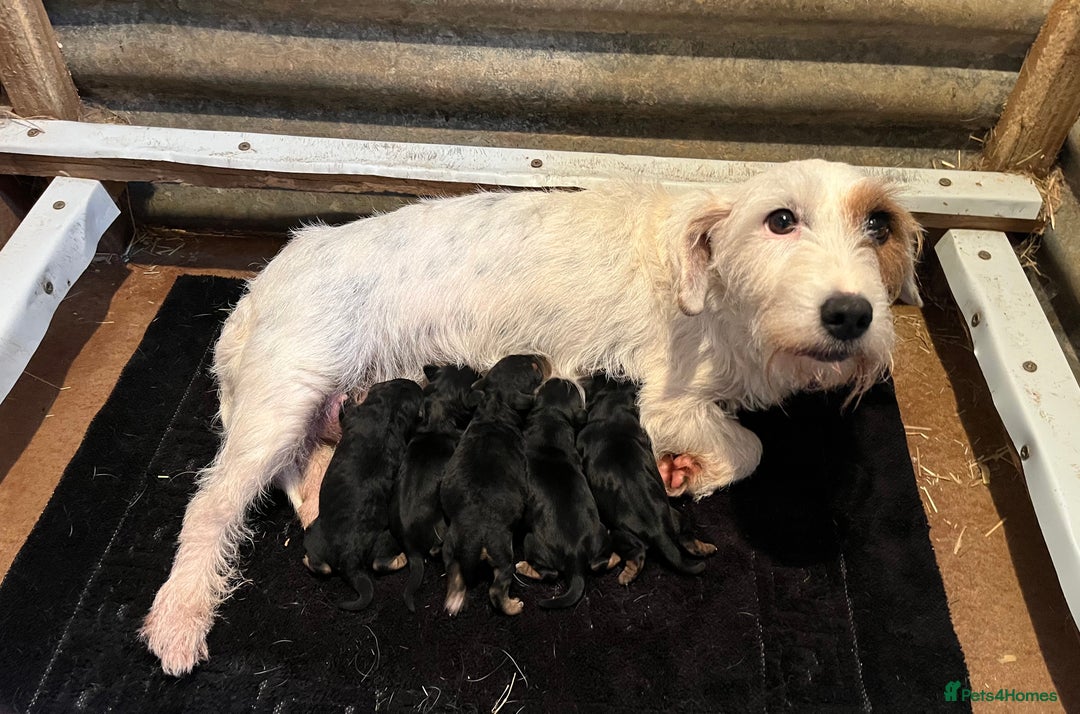 Mixed Breed dogs for sale: Lakeland x Russell puppies - Image 3