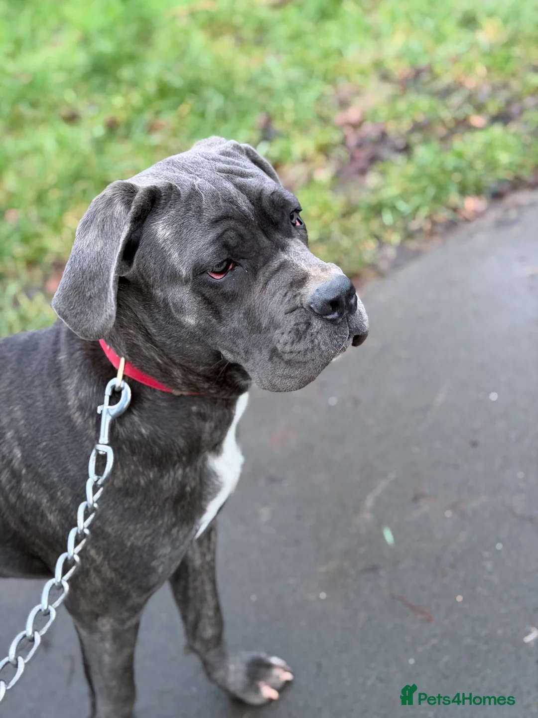 Cane Corso dogs for sale: Gorgeous Cane Corso  - Advert 10