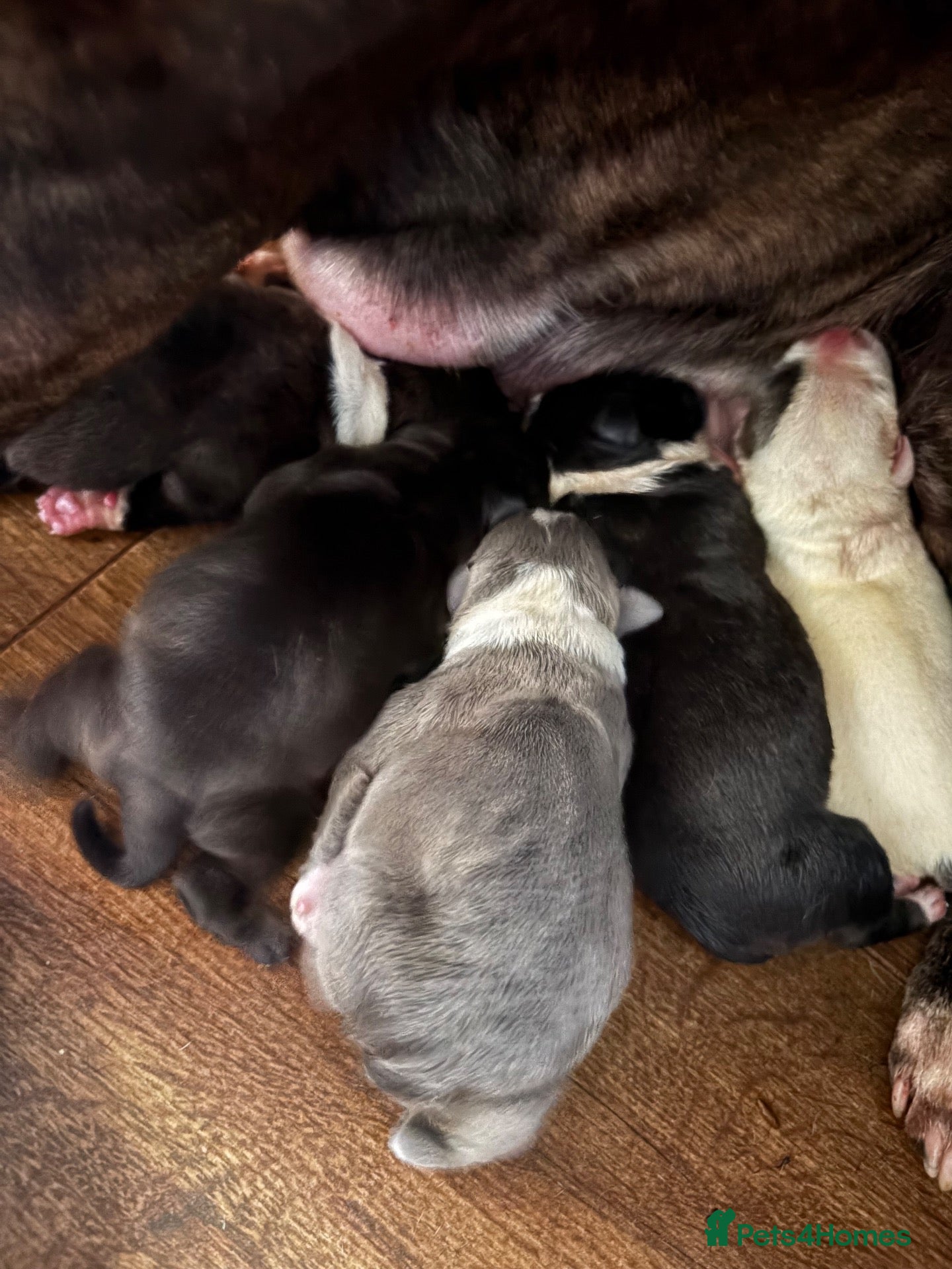 Staffordshire Bull Terrier dogs Staffy pups  - Advert 5