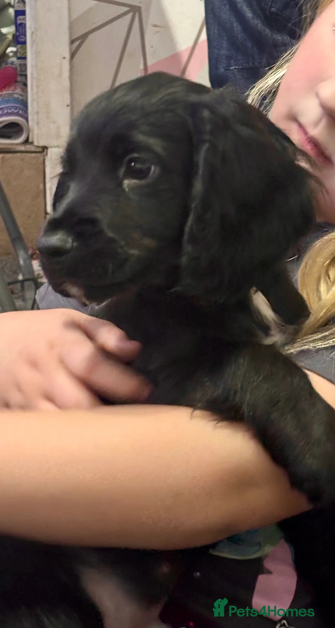 Cocker Spaniel dogs for sale: 🐶Ready to go🐶Cocker spaniel puppies 🐶  - Advert 2