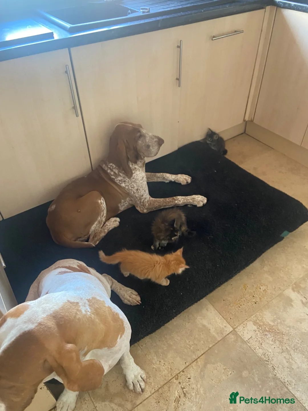 Maine Coon cats for sale: ⭐️⭐️GCCF Registered ⭐️⭐️ - Advert 12