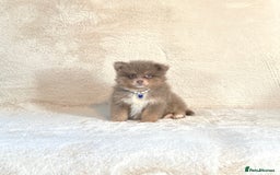 Pomsky dogs for sale: Rare lilac/tan tiny toysize Pomsky puppies - Image 11