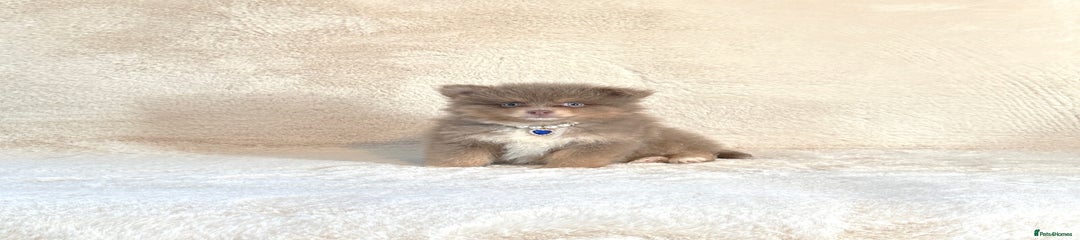 Pomsky male Puppy 3