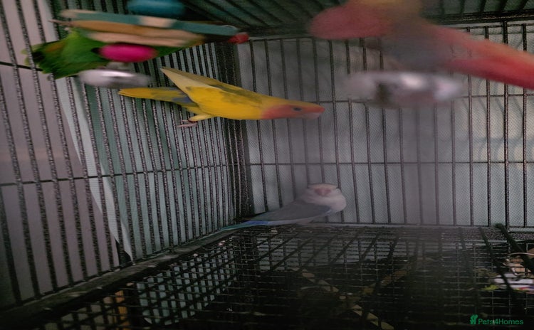 Lovebirds birds - Advert 2