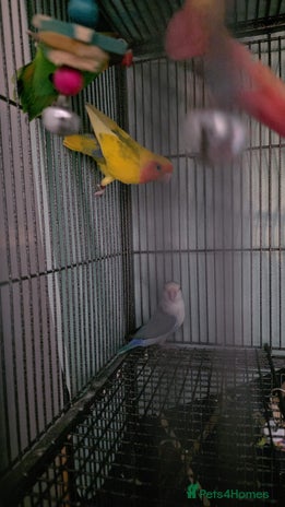 Lovebirds birds - Advert 1