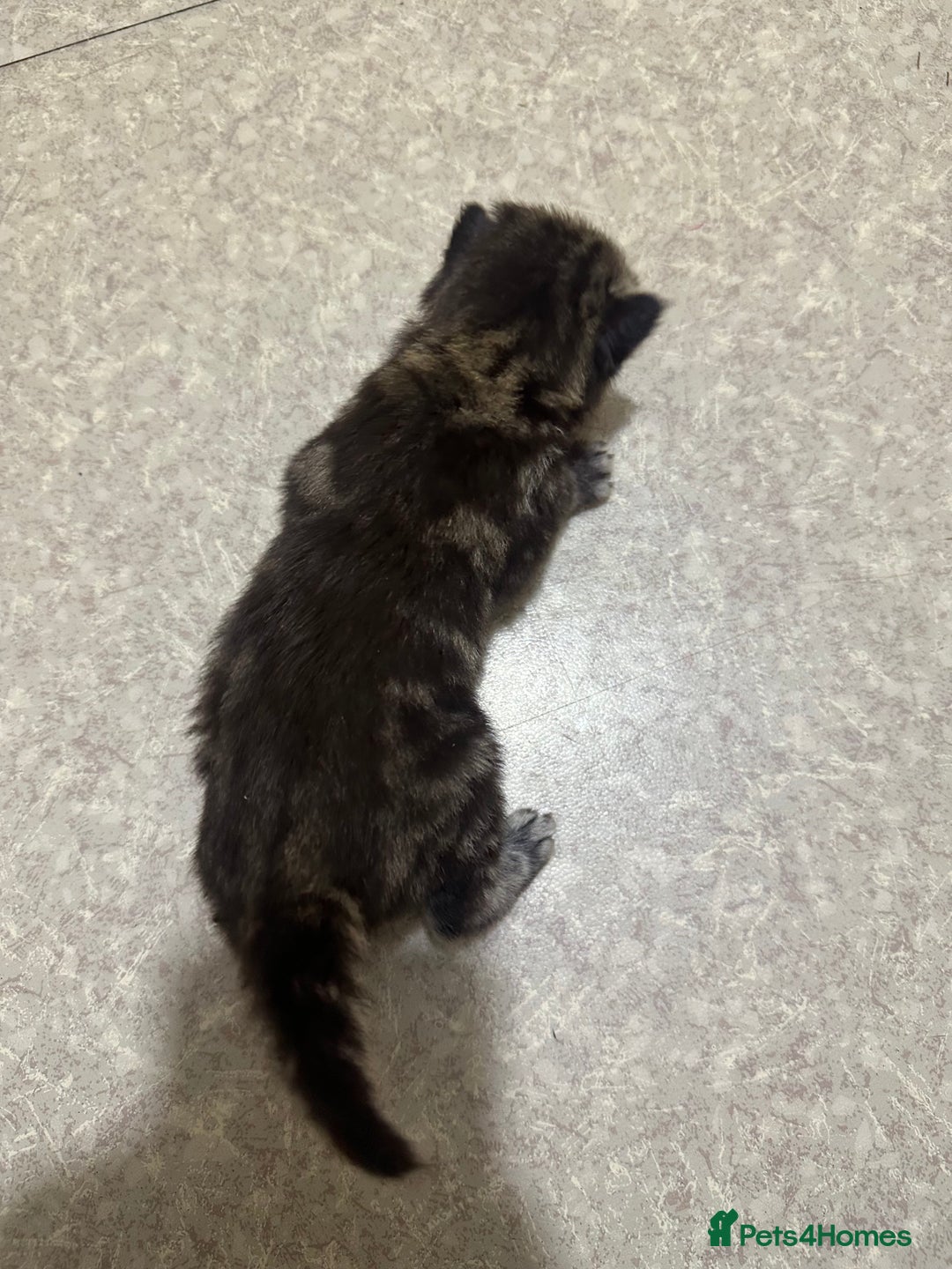 Norwegian Forest Cat cats for sale: Kittens for sale  - Advert 24