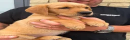 Goldador dogs for sale: Goldador puppies  - Advert 5